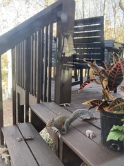 Sciurus carolinensis