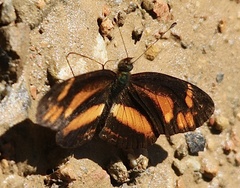 Castilia eranites