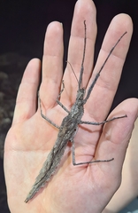 Xeroderus kirbyi