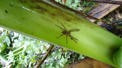 Cupiennius salei