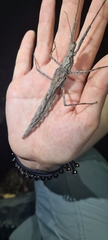 Xeroderus kirbyi