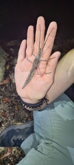 Xeroderus kirbyi