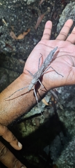 Xeroderus kirbyi