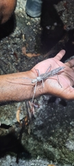 Xeroderus kirbyi