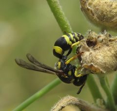 Ancistrocerus renimacula