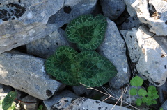Cyclamen graecum