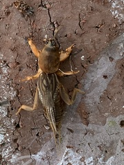 Neocurtilla hexadactyla
