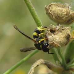 Ancistrocerus renimacula