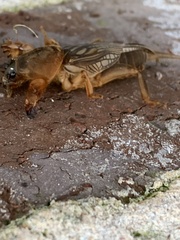 Neocurtilla hexadactyla