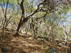 Isolatocereus dumortieri