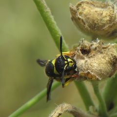 Ancistrocerus renimacula