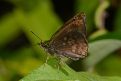 Gorgopas trochilus