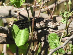 Sceloporus spinosus