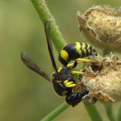 Ancistrocerus renimacula