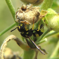 Ancistrocerus renimacula