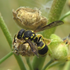 Ancistrocerus renimacula