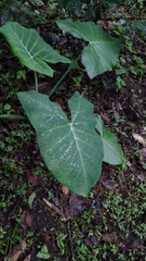 Xanthosoma sagittifolium