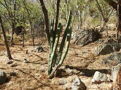 Isolatocereus dumortieri