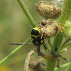 Ancistrocerus renimacula
