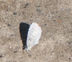 Celastrina