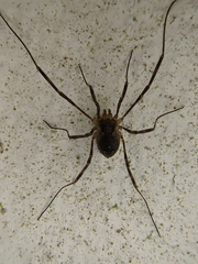 Oligolophus hanseni