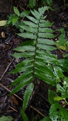 Diplazium dilatatum
