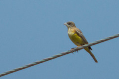 Emberiza melanocephala