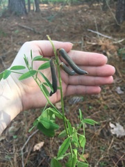 Crotalaria pallida