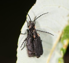 Polemius laticornis