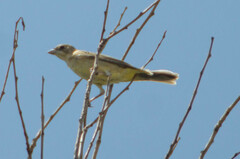 Emberiza melanocephala