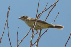 Emberiza melanocephala