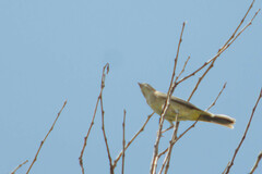 Emberiza melanocephala