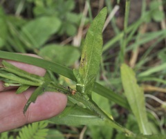 Helenium flexuosum