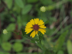 Helenium flexuosum