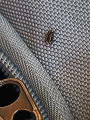 Allonemobius fasciatus