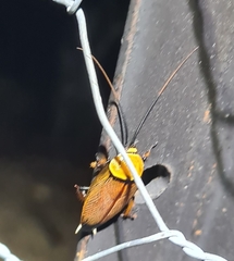 Ellipsidion humerale