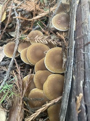 Psathyrella piluliformis