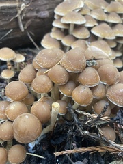Psathyrella piluliformis