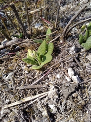 Primula veris