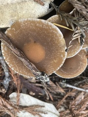 Psathyrella piluliformis