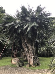 Cycas pectinata