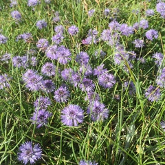 Globularia cordifolia