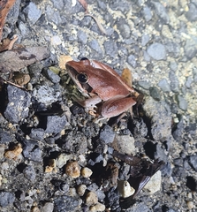 Litoria nigrofrenata