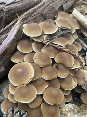 Psathyrella piluliformis