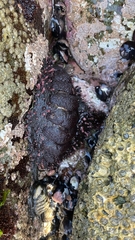 Acanthopleura echinata