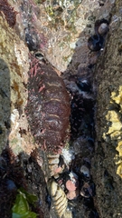 Acanthopleura echinata