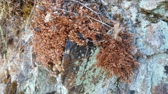 Saxifraga fragosoi
