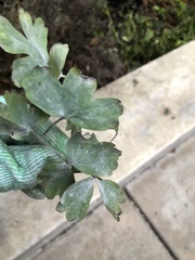 Erysiphe aquilegiae