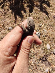 Aspidoscelis gularis