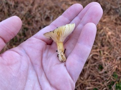 Hygrophorus hypothejus